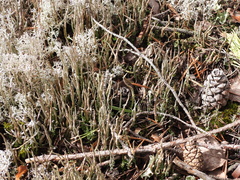 Cladonia cornuta cornuta