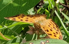 Polygonia c-aureum