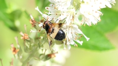 Volucella pellucens