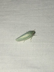 Iassinae