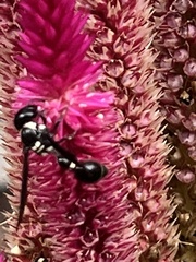 Zethus spinipes variegatus