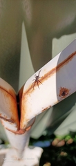 Nyssus coloripes