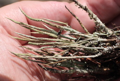 Cladonia cornuta cornuta