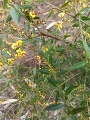 Daviesia umbellulata