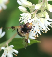 Volucella pellucens