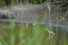 Panurus biarmicus