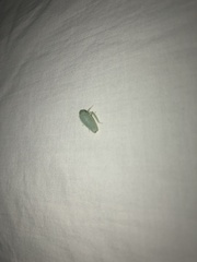 Iassinae
