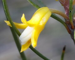 Persoonia saundersiana