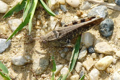 Calliptamus italicus