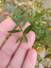 Daviesia umbellulata