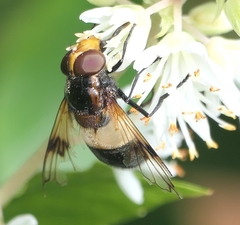 Volucella pellucens