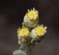 Pterochaeta paniculata