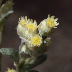 Pterochaeta paniculata