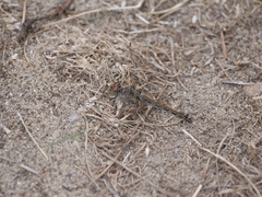 Sympetrum striolatum