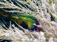 Trichoglossus moluccanus