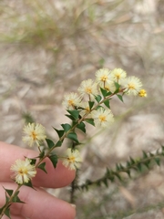 Acacia hubbardiana