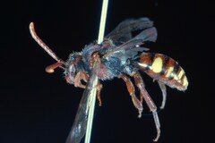 Nomada ruficornis
