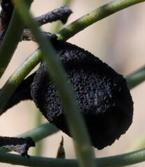 Persoonia saundersiana