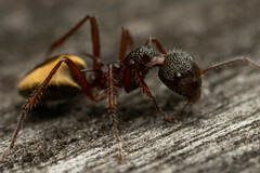 Dolichoderus extensispinus