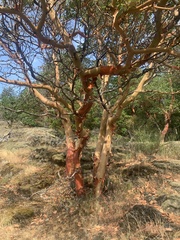 Arbutus menziesii