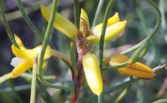 Persoonia saundersiana