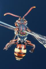 Nomada ruficornis