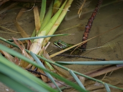 Pelophylax