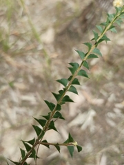 Acacia hubbardiana