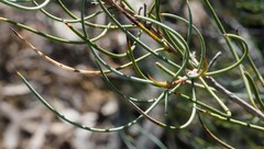 Persoonia saundersiana