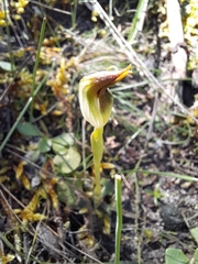 Pterostylis pedunculata