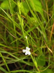 Striga angustifolia