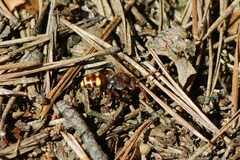 Nomada ruficornis