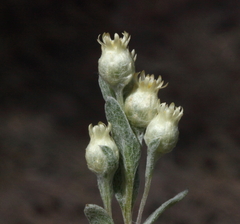Pterochaeta paniculata