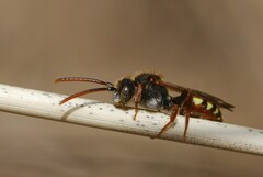 Nomada ruficornis