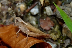 Gomphocerippus rufus