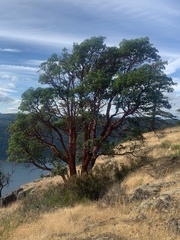 Arbutus menziesii