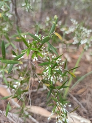 Leucopogon pimeleoides