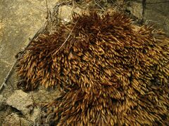 Imbribryum alpinum