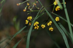 Daviesia wyattiana