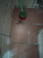 Heteropoda venatoria