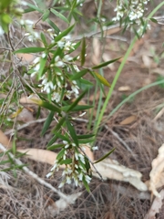 Leucopogon pimeleoides