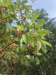 Arbutus menziesii