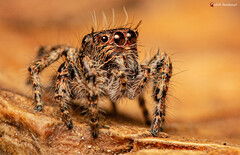 Hyllus