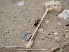 Vespula vulgaris
