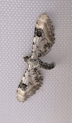 Eupithecia centaureata