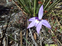 Glossodia major
