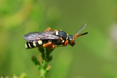 Nomada rufipes