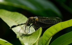Orthetrum sabina