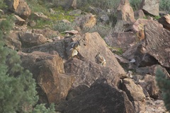 Petrogale xanthopus