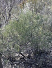 Persoonia saundersiana